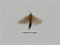 藏品(大豹斑蠹蛾)的圖片